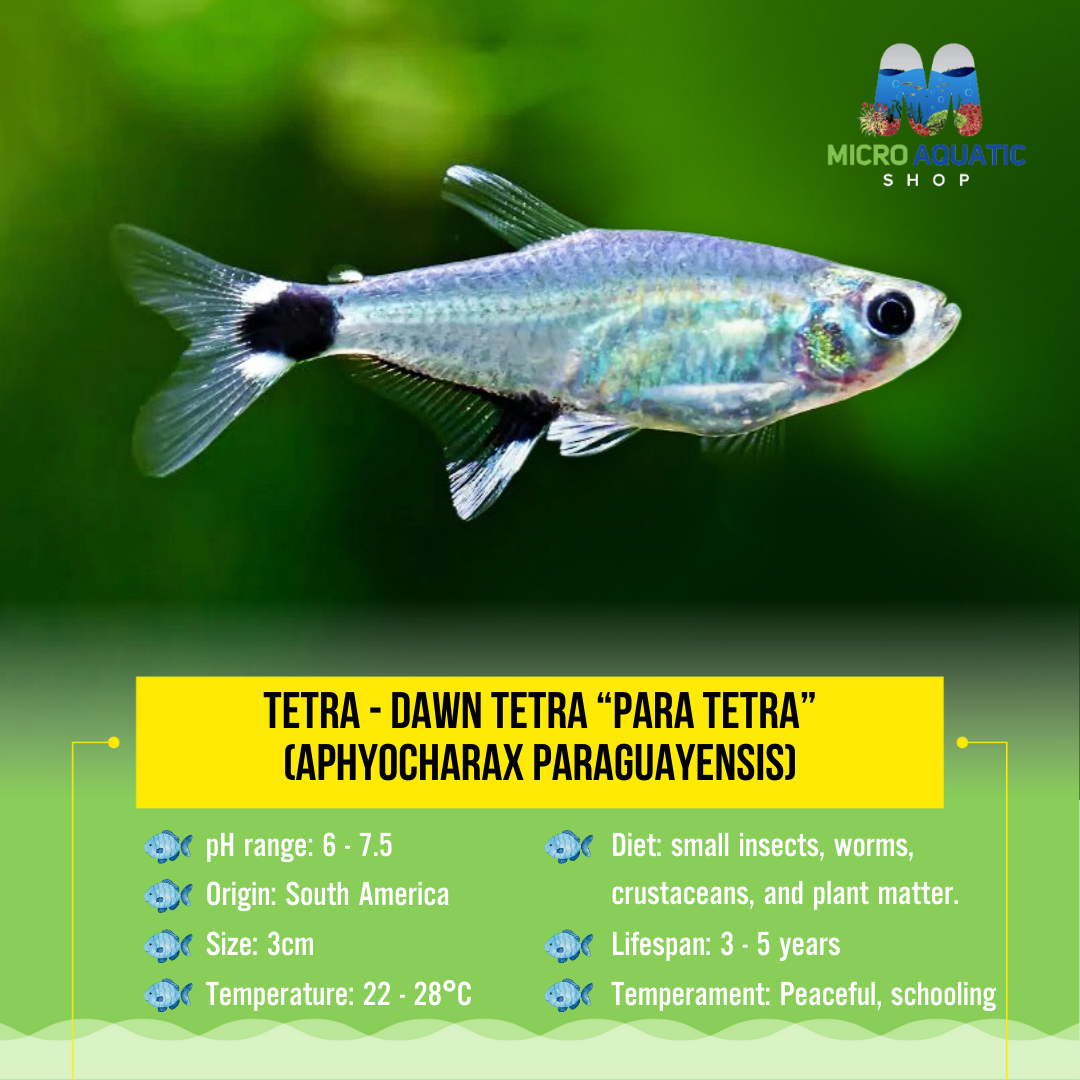 Tetra – Dawn Tetra “Para Tetra” (Aphyocharax paraguayensis) 3cm