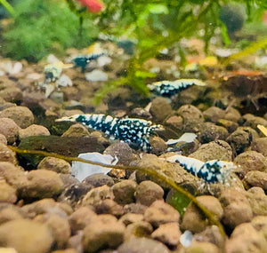 Caridina Shrimp - Black Galaxy (Medium - High Grade) 1cm Micro Aquatic Shop