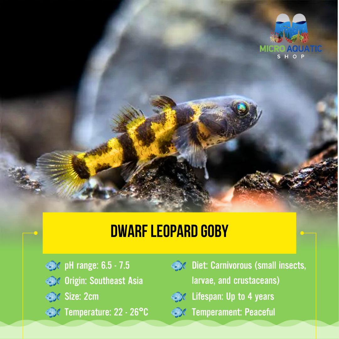 Dwarf leopard goby 2cm