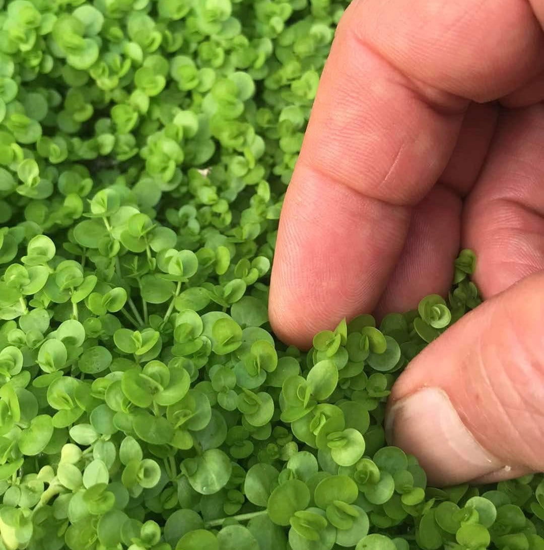 Micranthemum umbrosum (Broad Leafed Baby Tears)