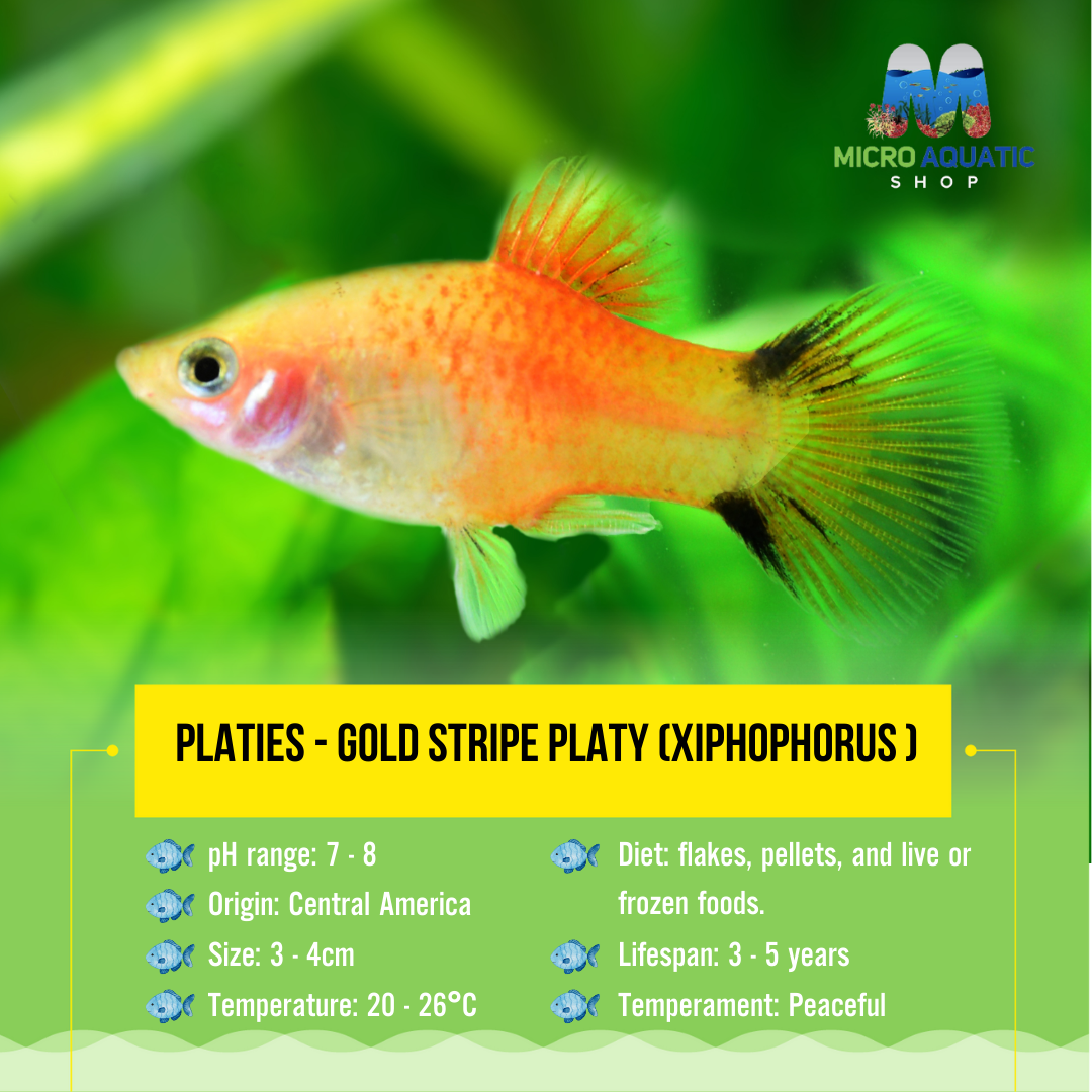 Platies – Gold stripe Platy (Xiphophorus ) 3-4cm