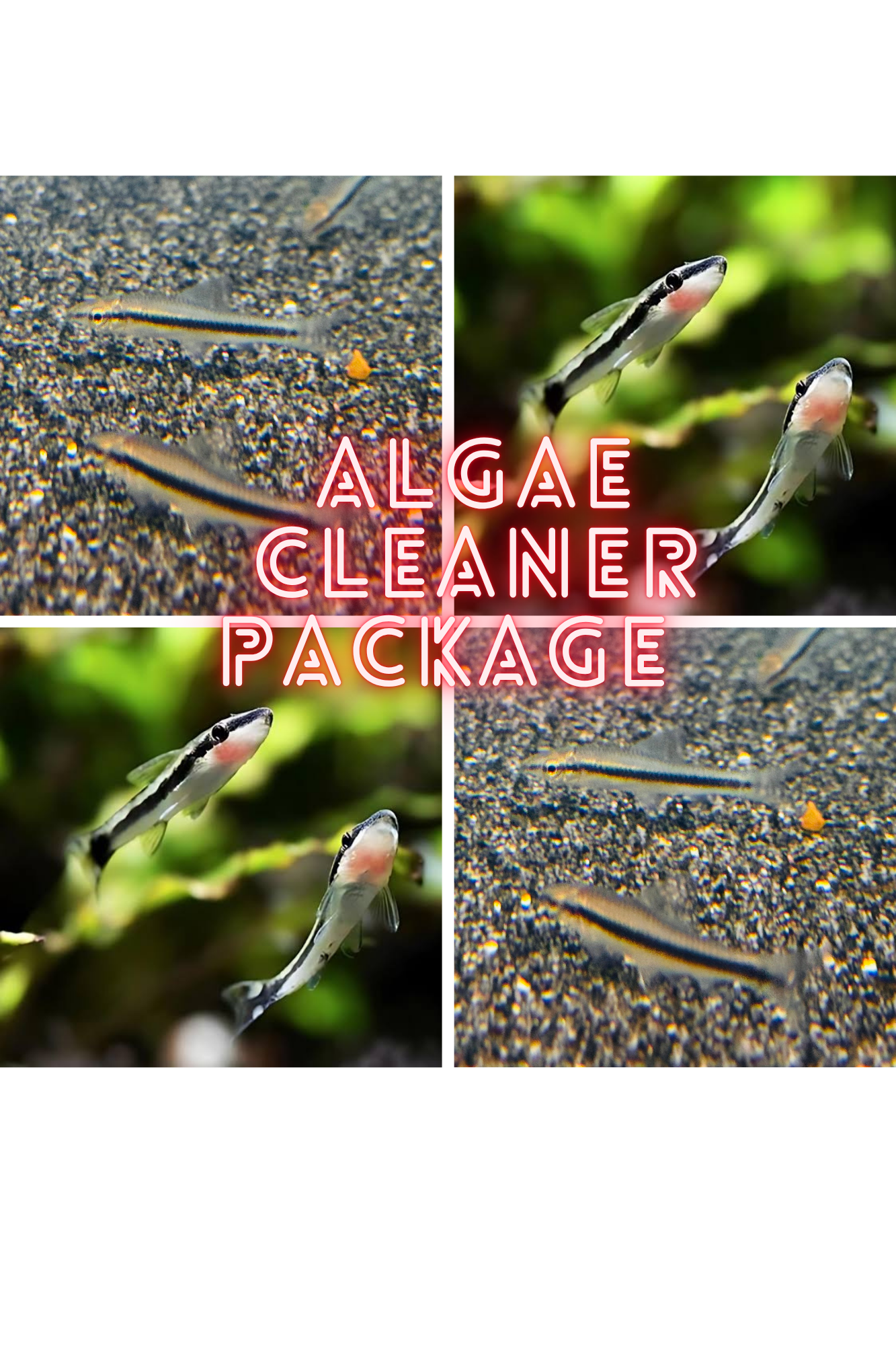 Algae Eater Fish Package Special