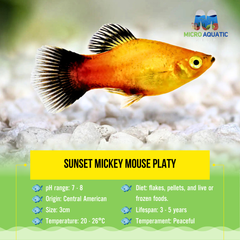 Sunset Mickey Mouse Platy