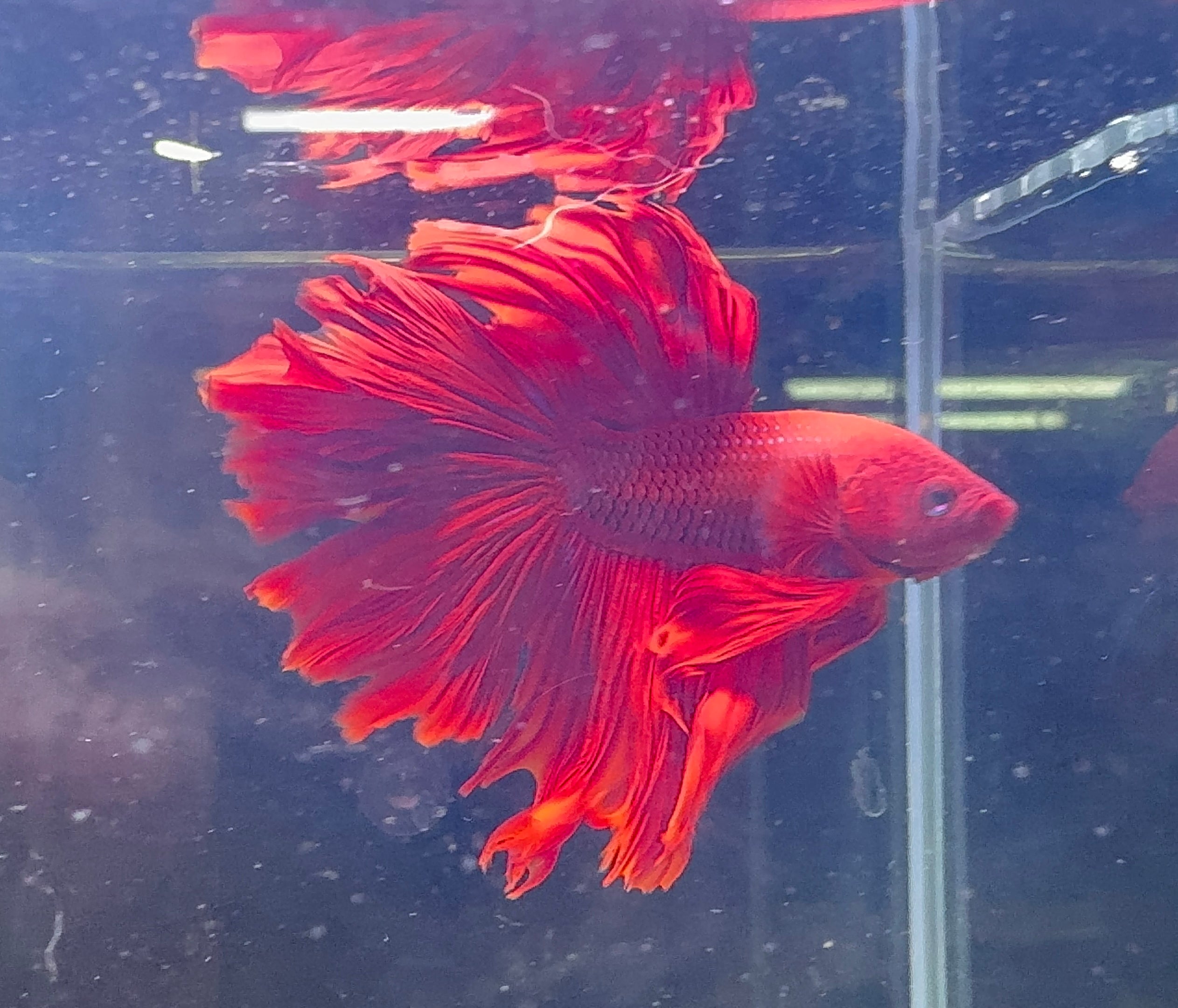 Betta Male - A Grade Half Moon Doubletail Red 6cm Show