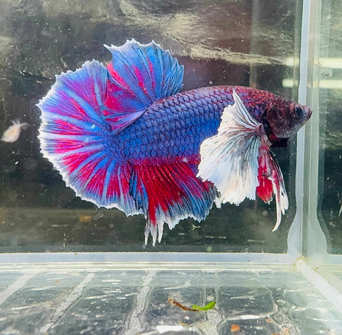 Betta Male - Purple Dumbo Ear Special Show