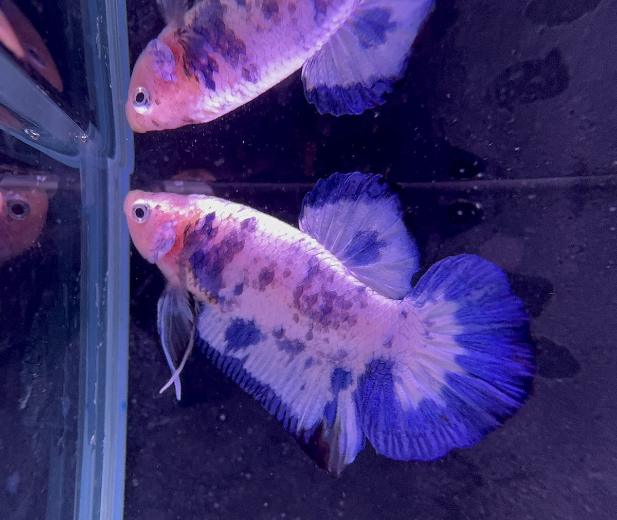 Marble Prince Male Beta 2