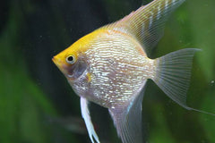 Angel Fish - Pearl Scale Gold Angel