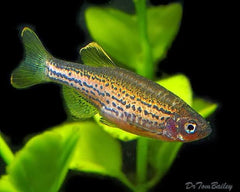 Danio - Leopard 3cm