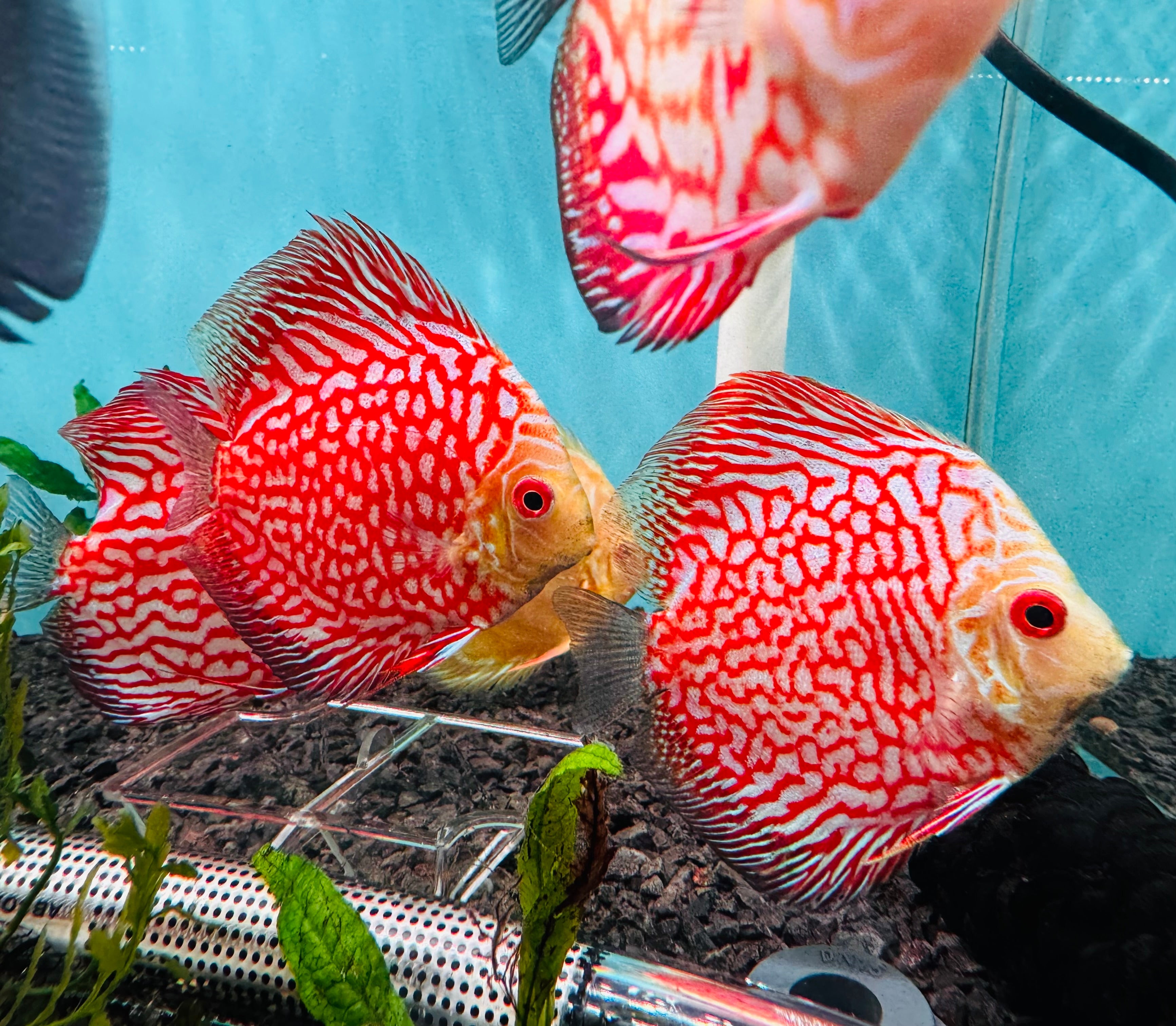 Discus - Red checkerboard 9cm Nice Micro Aquatic Shop