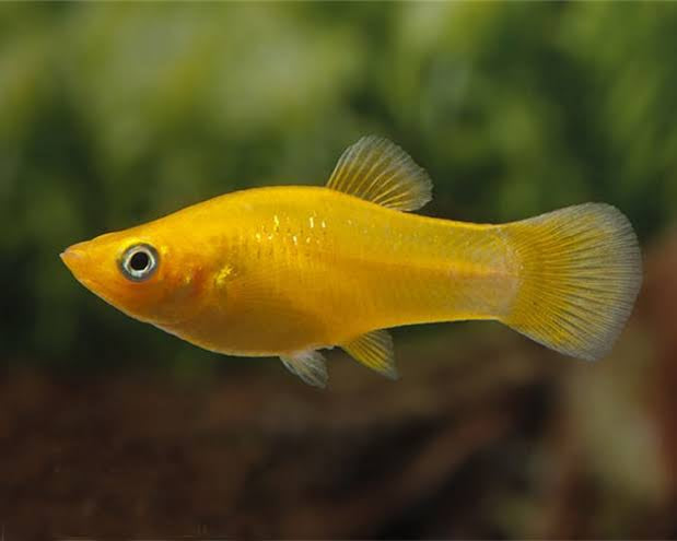 Mollies – Orange Molly  (Poeciliidae sphenops) 3cm