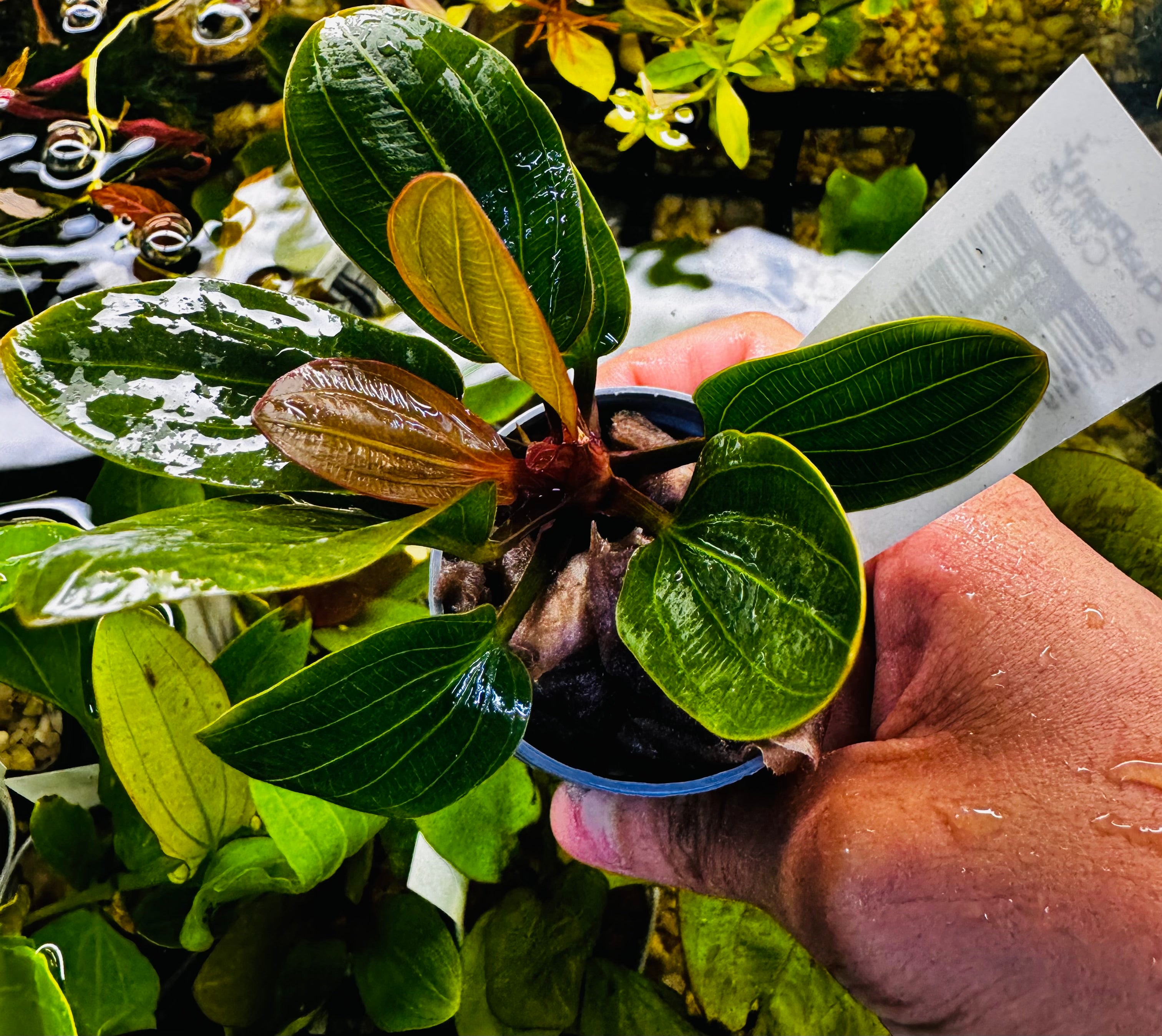 Echinodorus amazon 'Red Bear”