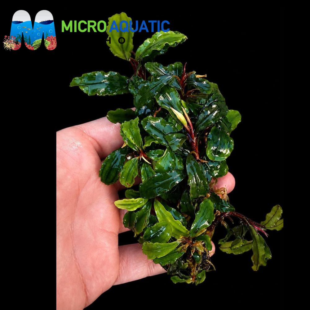 Bucephalandra - Red Theia Micro Aquatic Shop