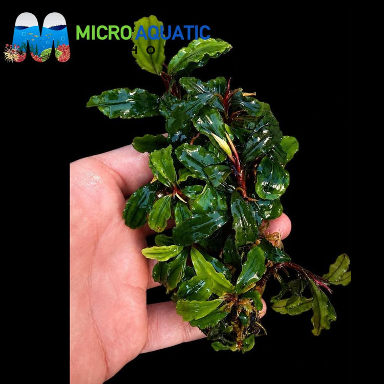 Bucephalandra - Red Theia Micro Aquatic Shop