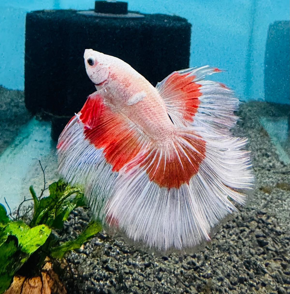 Betta Male - Halfmoon Show Color