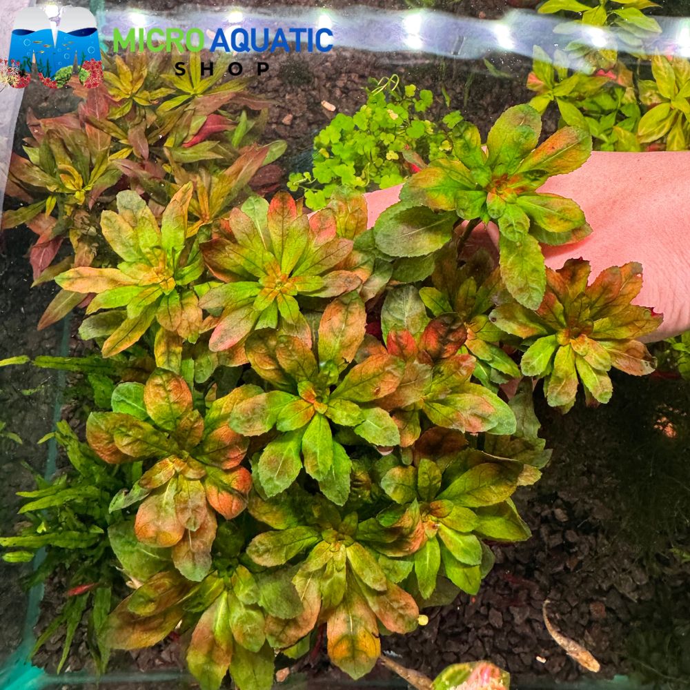 Rare Ludwigia sphaerocarpa 'Mini'