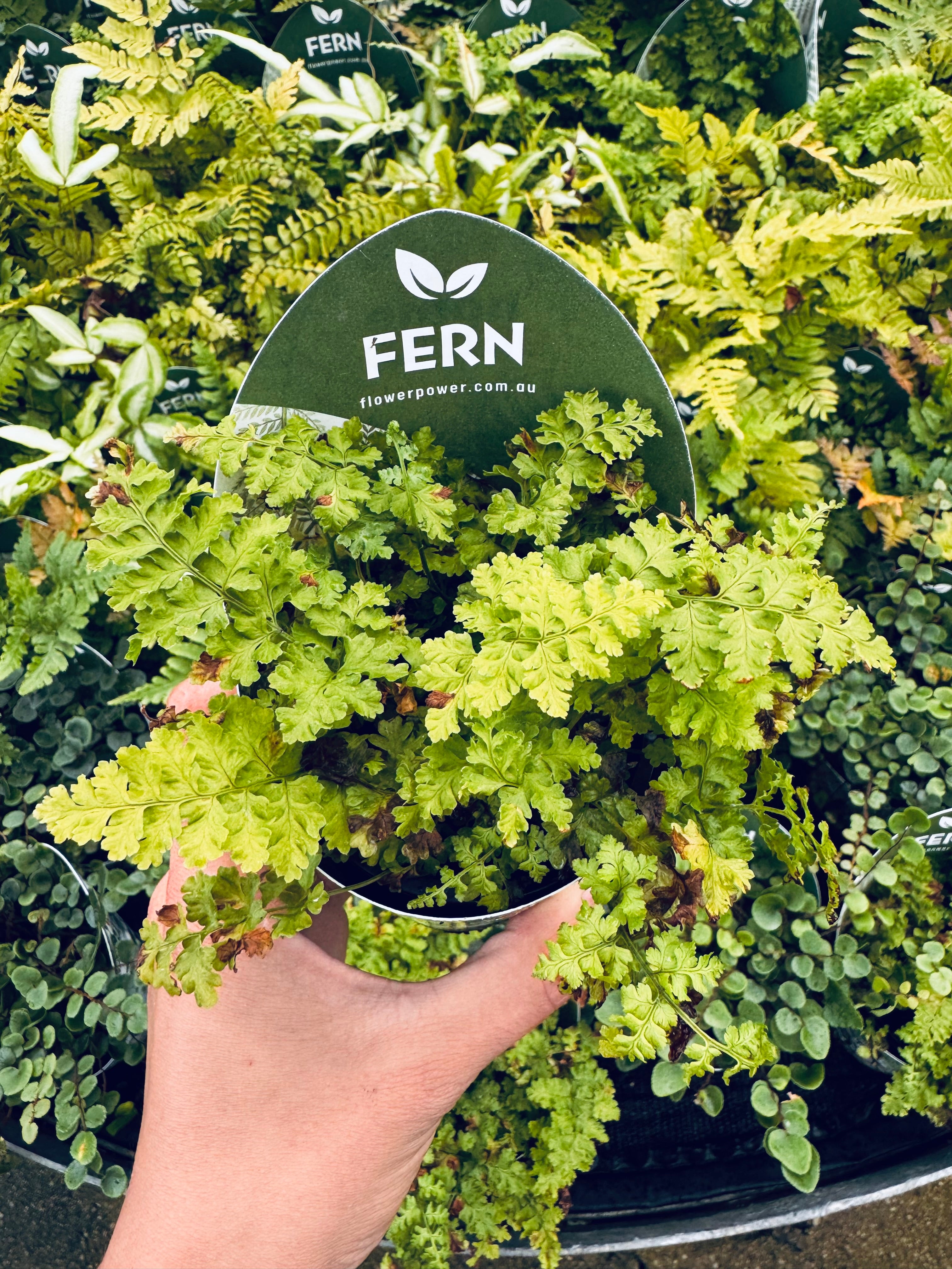 Terra- Fern Dryopteris ‘Crispa Whiteside