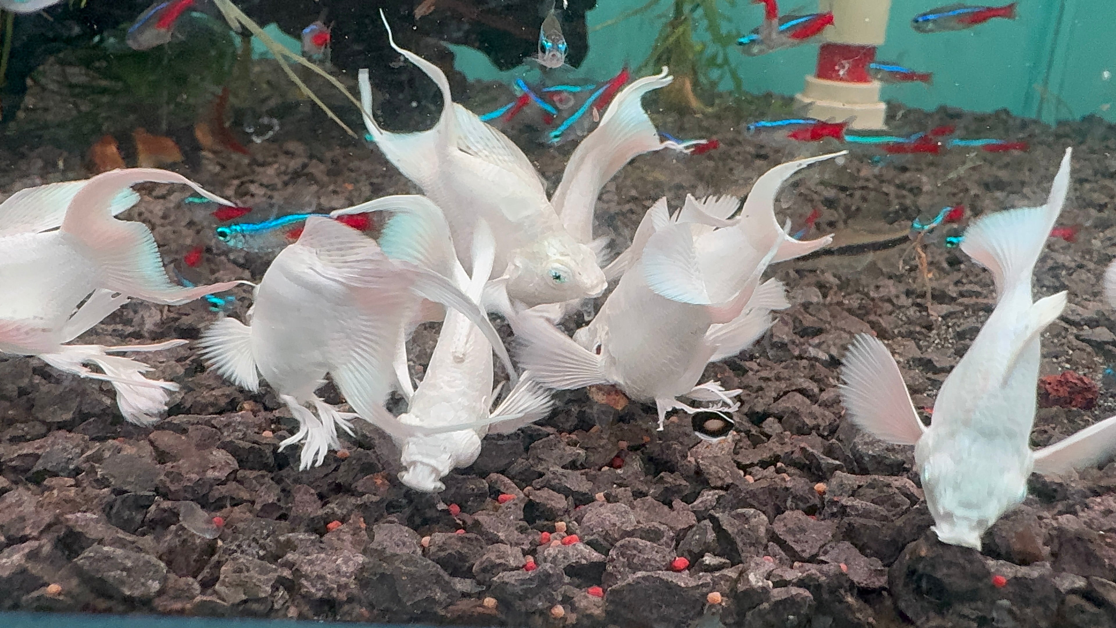 Mollies –  Ribbon Diamond Eyes Platinum Balloon 4cm Micro Aquatic Shop