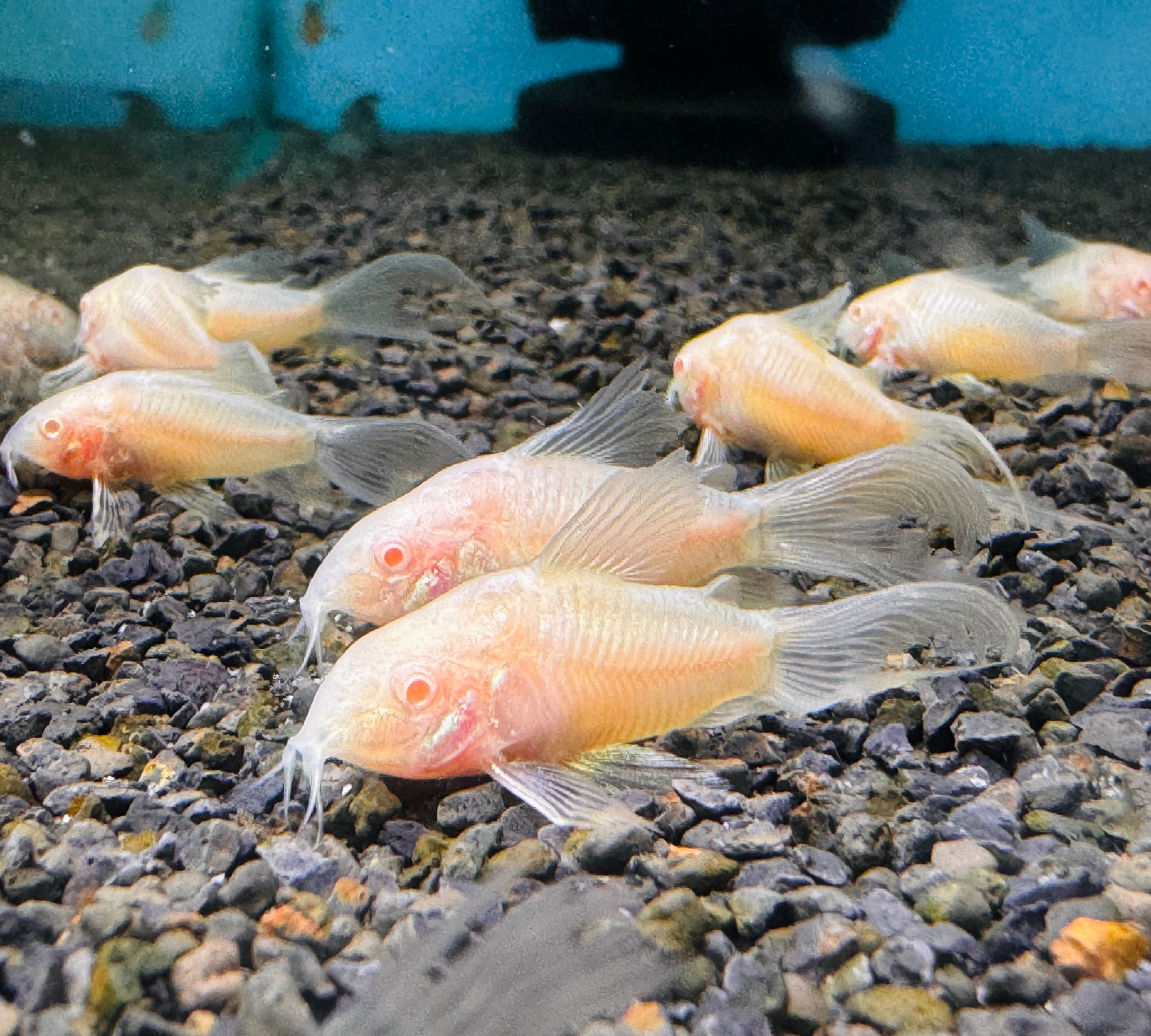 Corydoras - Albino Longfin 3cm