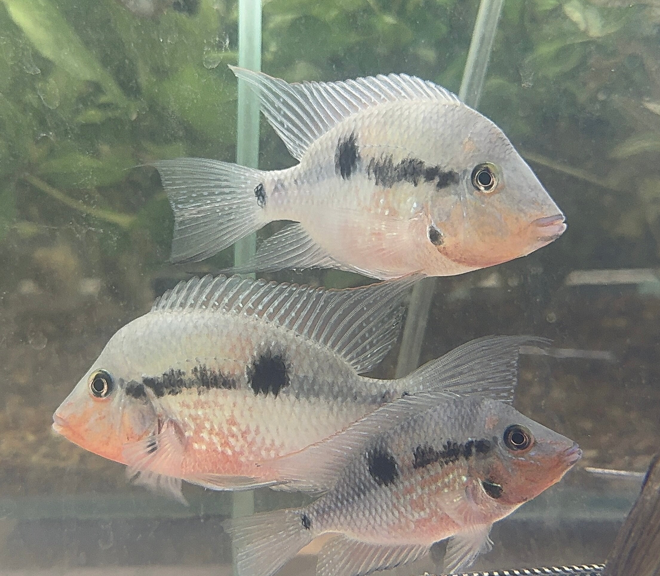 Central American Cichlid – Firemouth cichlid -Thorichthys meeki