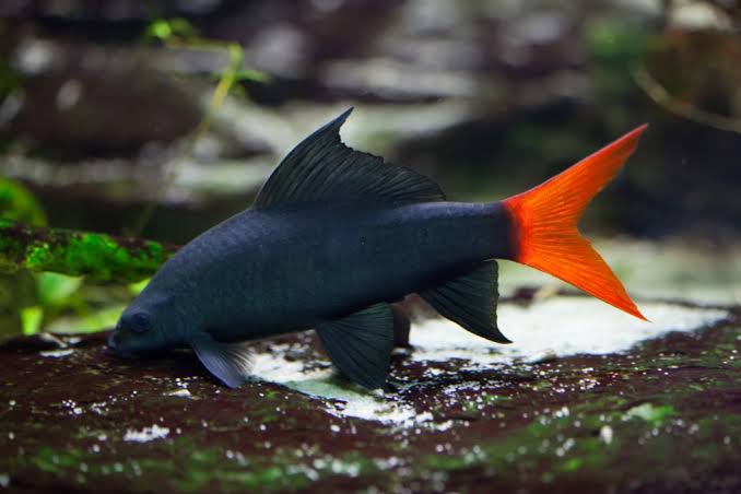 Shark - Red Tail 4-6cm