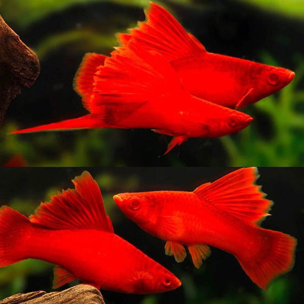 Swordtail - Albino Shark fin Fire Cracker (Xiphophorous hellerii) Show 6cm