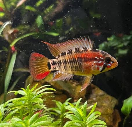 American Cichlid Apisto – Apistogramma Macmasteria Golden  - Rare