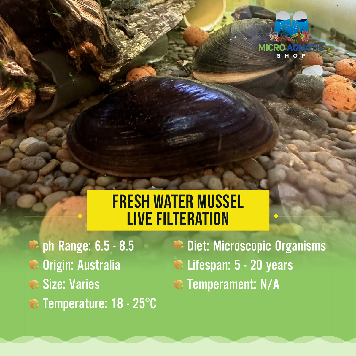 Fresh water Mussel -Live Filteration