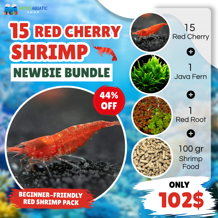 Red Cherry Shrimp – Newbie Friendly Bundle