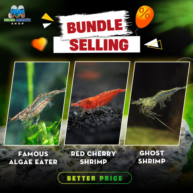 Algae Eater X Red Cherry Shrimp X Ghost Shrimp: The Shrimp Bundle Micro Aquatic Shop