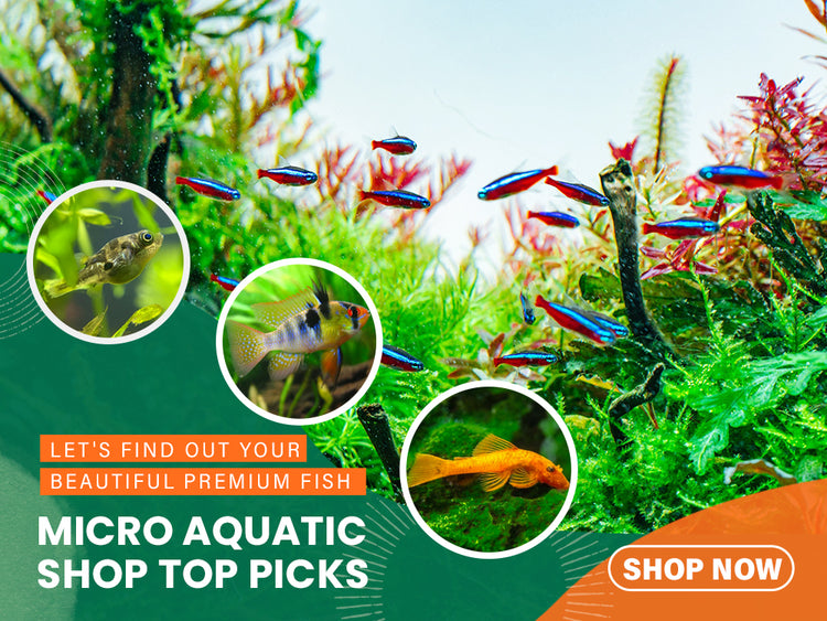 Aquarium Supplies Online Australia Micro Aquatic Shop