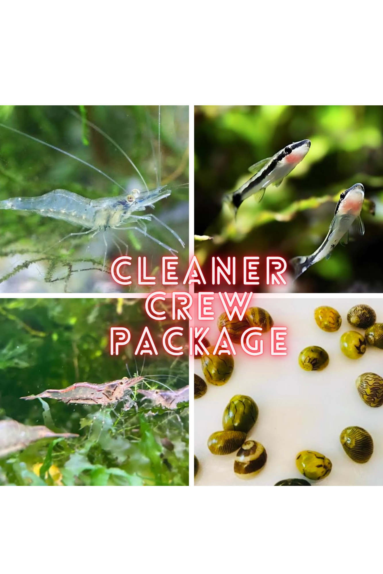 Cleaner Crew Package