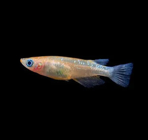 Japanese rice fish - Stardust Medaka 2cm Micro Aquatic Shop