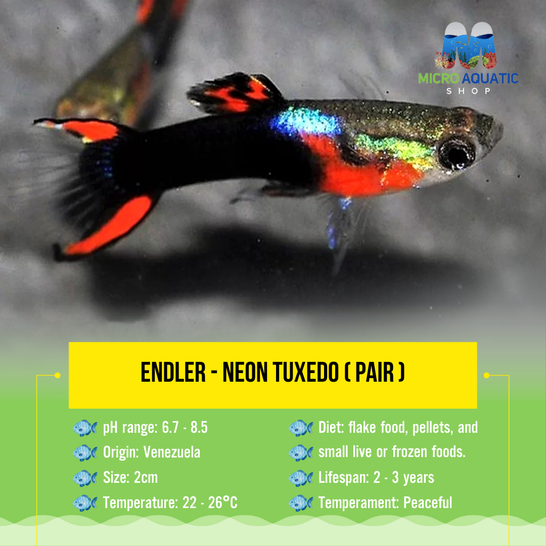 Endler - Neon Tuxedo ( pair )