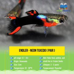 Endler - Neon Tuxedo