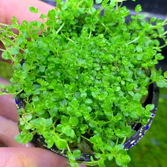 Buy 2 get 1 Free Hemianthus micranthemoides (Narrow Leafed Baby Tears)