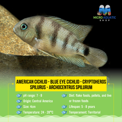 American Cichlid –Blue Eye Cichlid -Cryptoheros spilurus -Archocentrus spilurum 4cm