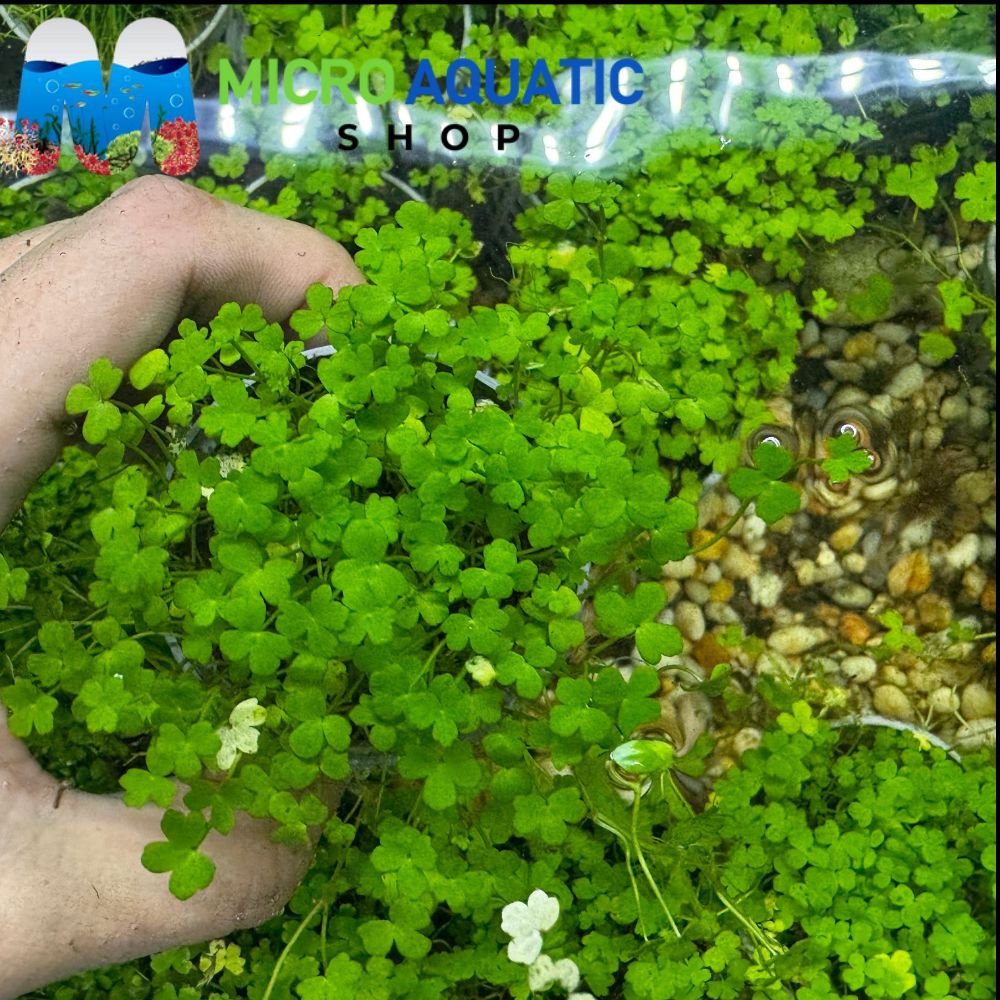 Hydrocotyle tripartita Japan Micro