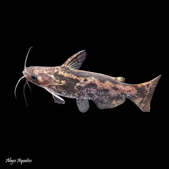 Driftwood Catfish 12cm Show Micro Aquatic Shop