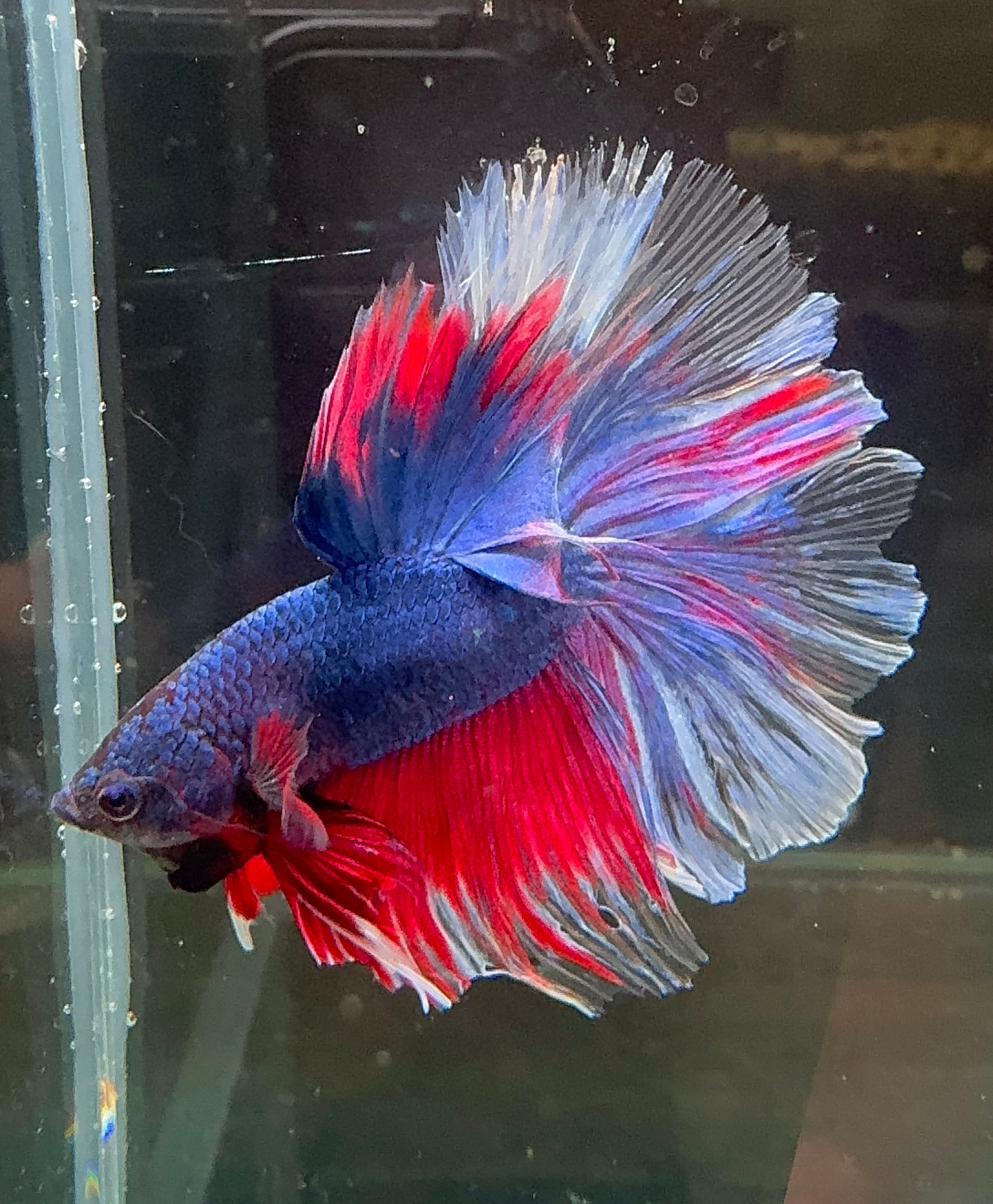 Betta Male - A Grade Half Moon Flag Color 1