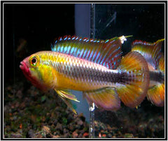 American Cichlid Apisto – Apistogramma Acabaxis - Rare