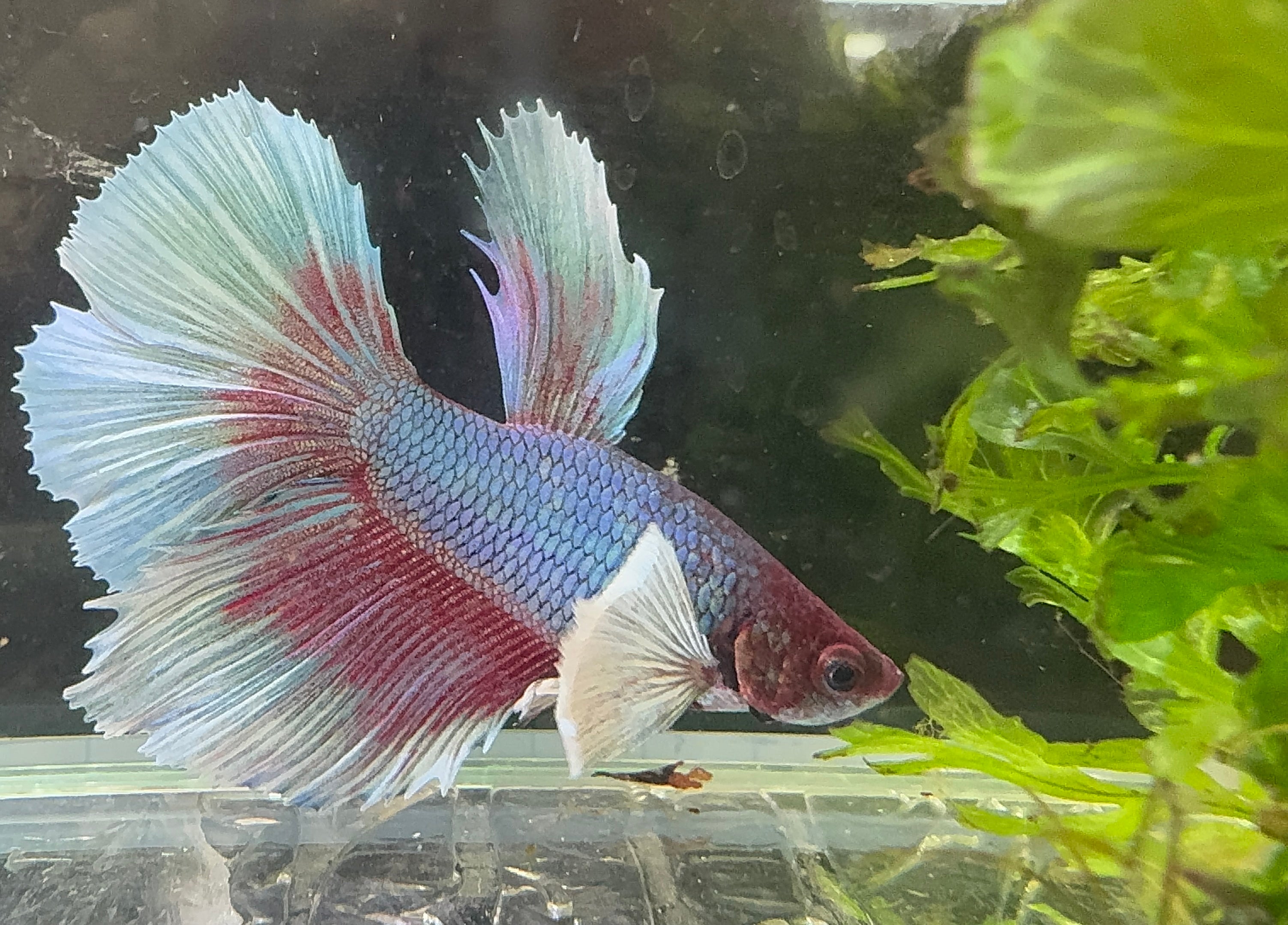 Betta Male - A Grade Dumbo Ear Longfin 6cm Show A1