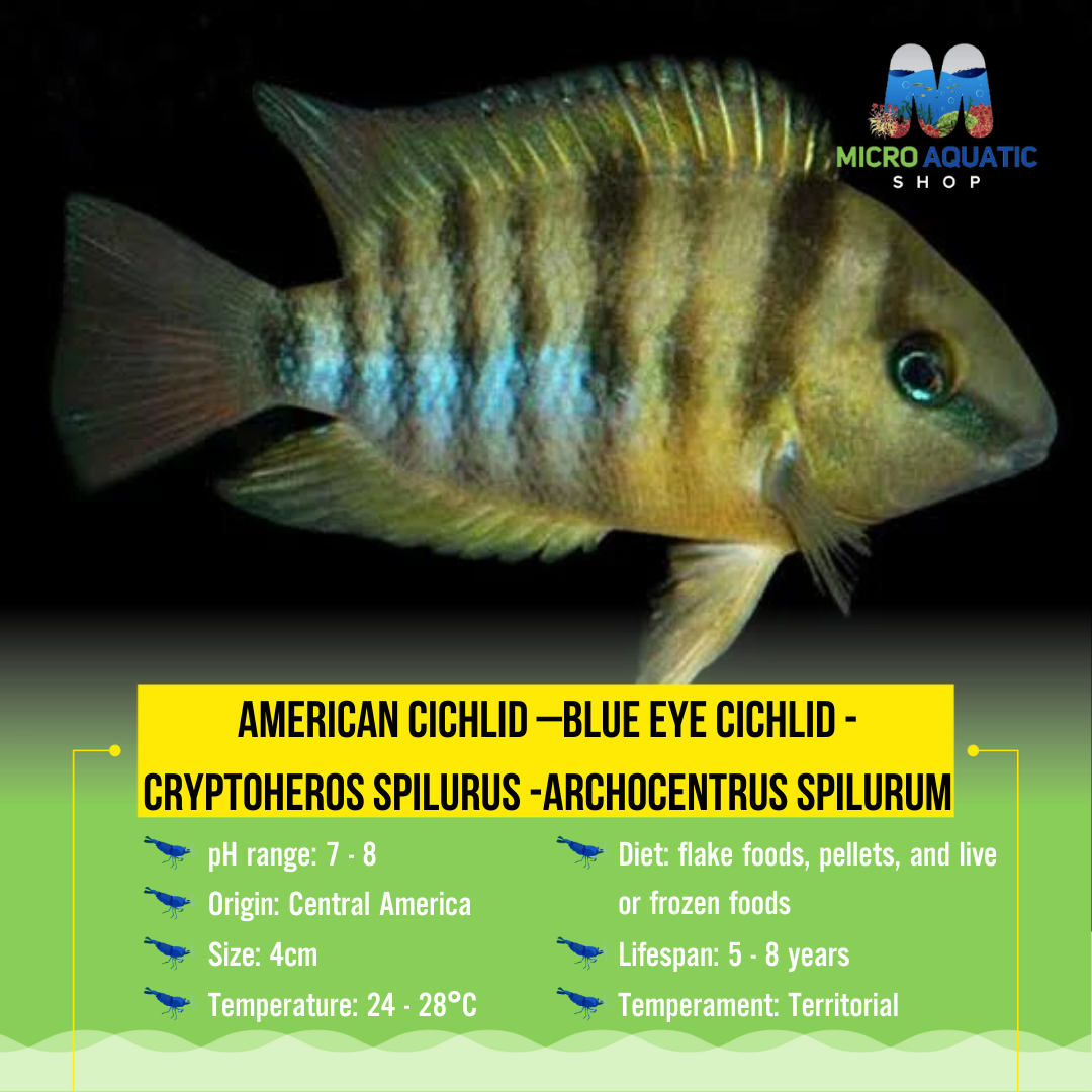 Flash Sale American Cichlid –Blue Eye Cichlid -Cryptoheros spilurus -Archocentrus spilurum 4cm