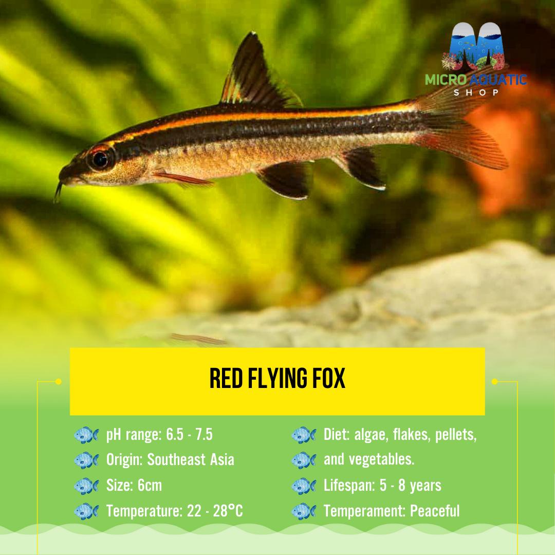 Red Flying Fox 6cm