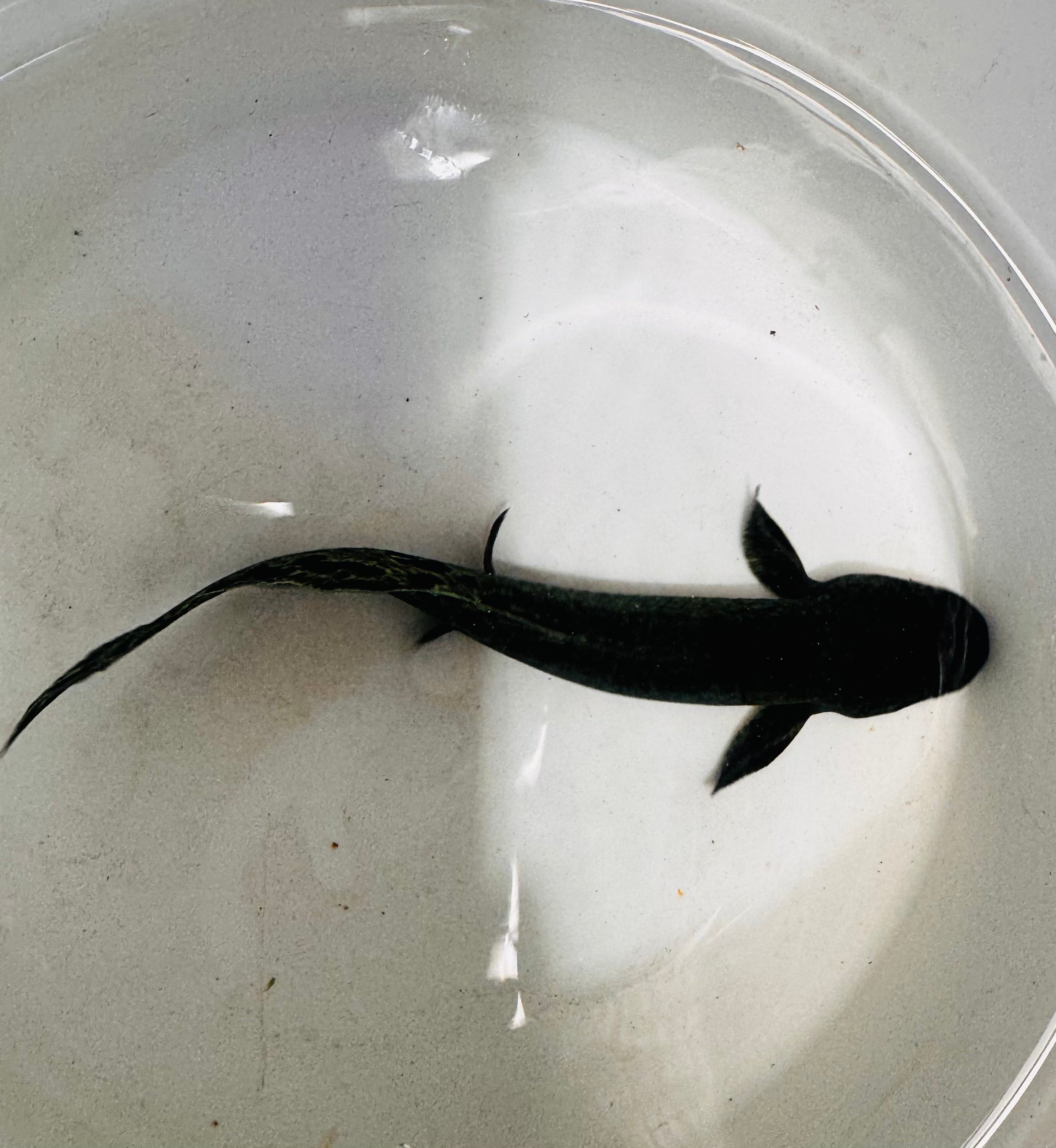 Microchipped - Certificated Australian Lung Fish 12-15cm