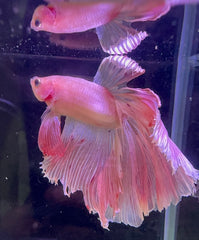 Betta Male - A Grade Prince 6cm Show