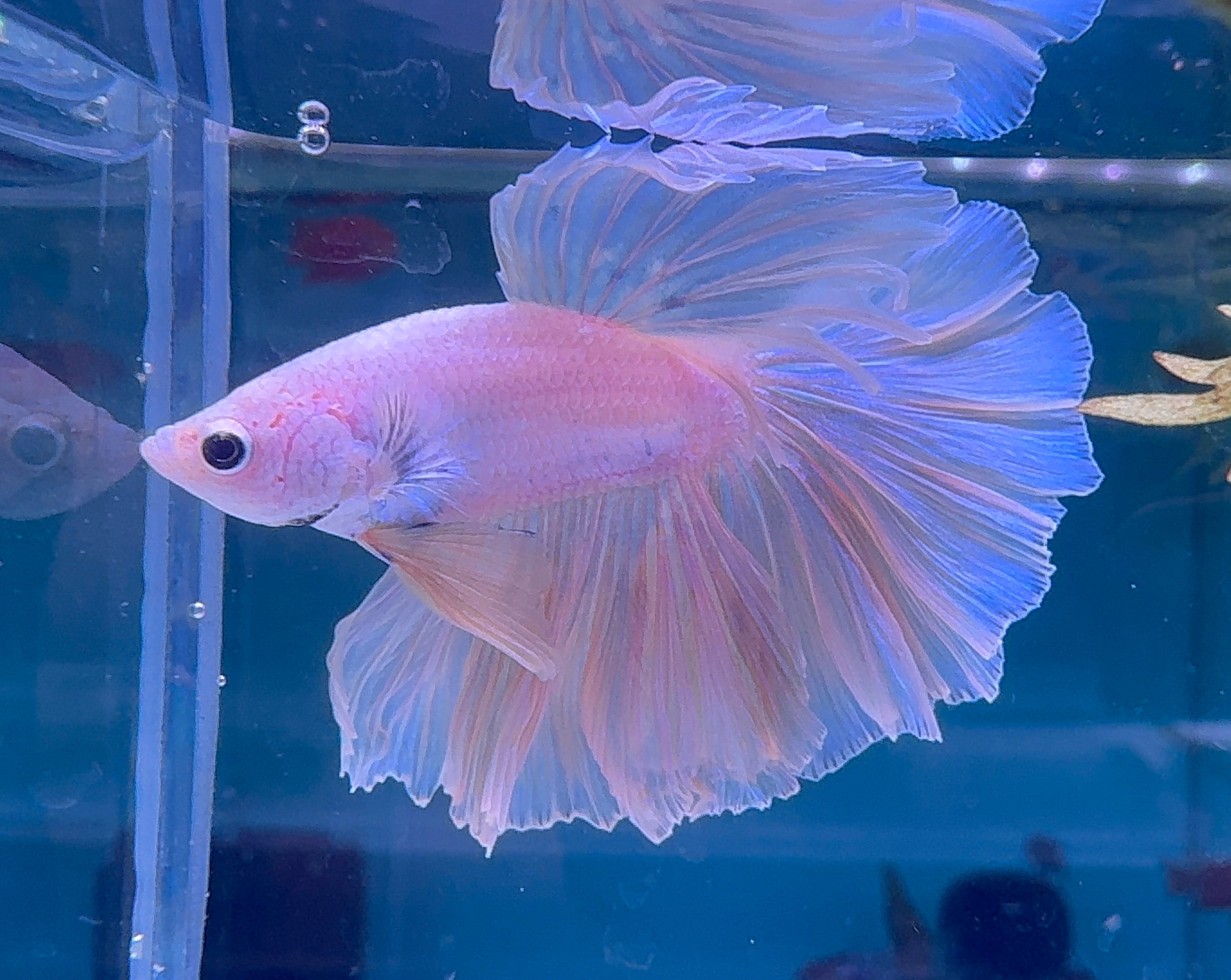 Betta Male - A Grade Half Moon Fairy Tales F1