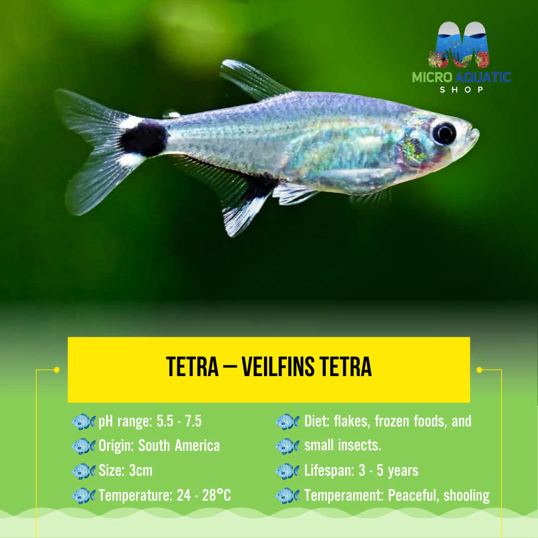 Tetra – Veilfins Tetra 3cm