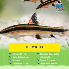 Red Flying Fox 6cm