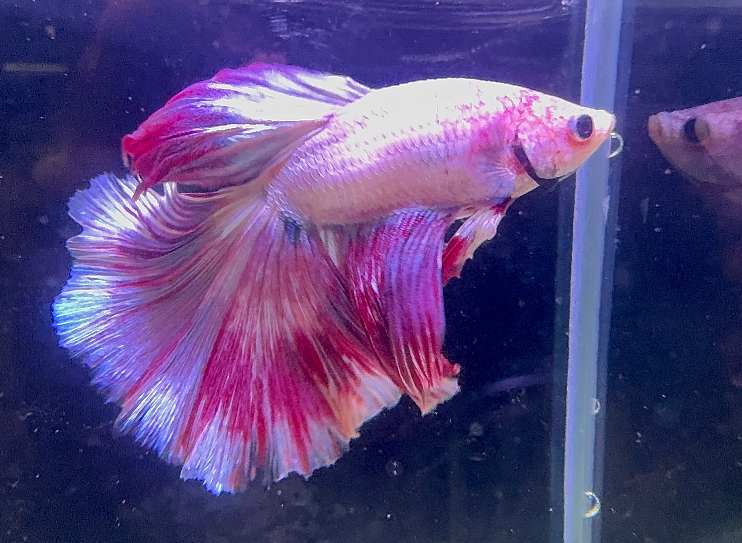 Betta Male - A Grade Purple Dress 6cm Show