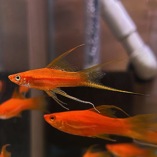 Swordtail - Simson Lyretail 4-5cm Micro Aquatic Shop